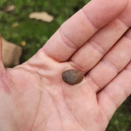 Grooved Fingernailclam