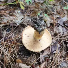 Purple-staining Bearded Milk Cap thumbnail 2
