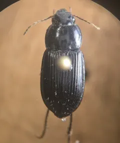 Anisodactylus nigerrimus thumbnail 3