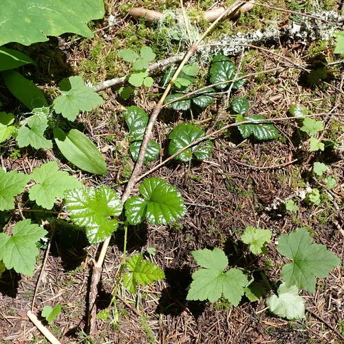 snow dwarf bramble