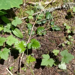 snow dwarf bramble thumbnail 1