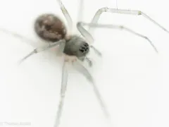 Common Ground-Weaver thumbnail 4