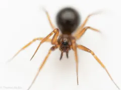 Wubana drassoides thumbnail 1