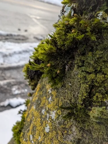Smooth Bristle-moss