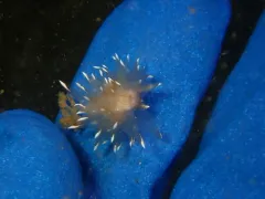 Frosty-tipped Nudibranch thumbnail 3
