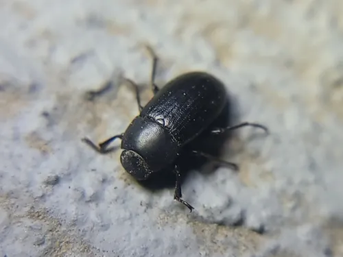 Opatroides punctulatus