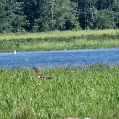 Northern Harrier thumbnail 1