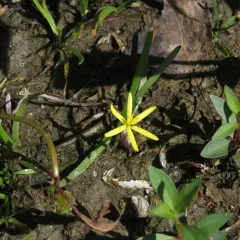 water star-grass thumbnail 2