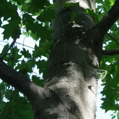 northern red oak thumbnail 2