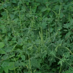 common ragweed thumbnail 4