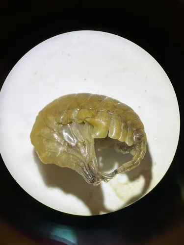 Weyprechtia heuglini