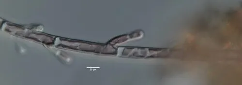 Audouinella hermannii