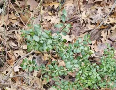 Japanese holly thumbnail 4