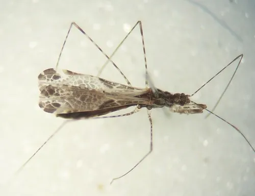Empicoris culiciformis
