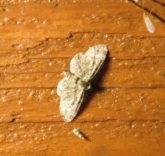 Eupithecia columbiata thumbnail 3