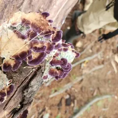 Trichaptum subchartaceum thumbnail 1