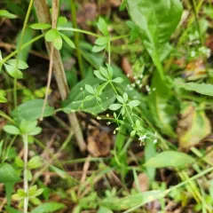 white bedstraw thumbnail 2