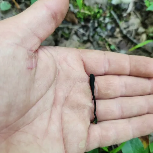 Hairy Earthtongue