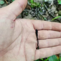 Hairy Earthtongue thumbnail 1