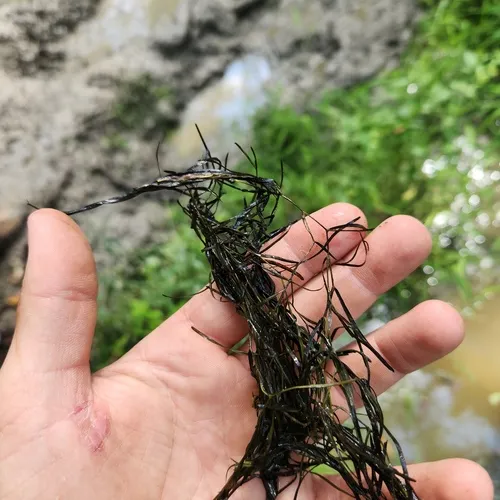 Berchtold's pondweed