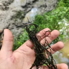 Berchtold's pondweed thumbnail 1