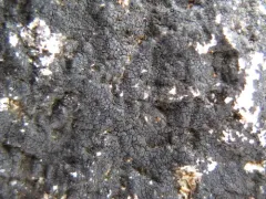 Wart Lichen thumbnail 2