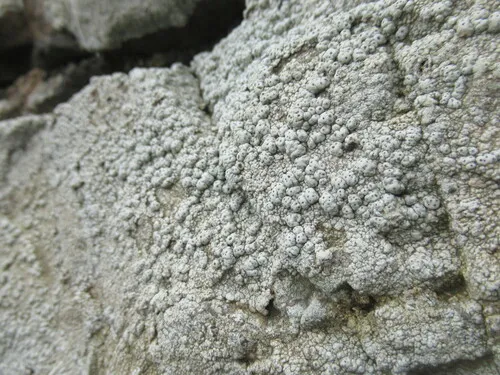 California Pore Lichen