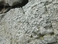 California Pore Lichen thumbnail 1