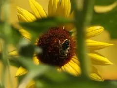 Parallel Leafcutter Bee thumbnail 3