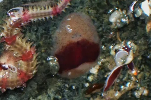 Notocomplana sanguinea