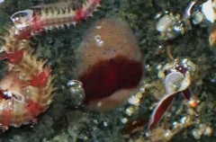 Notocomplana sanguinea thumbnail 1