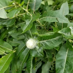 heart-leaved willow thumbnail 4