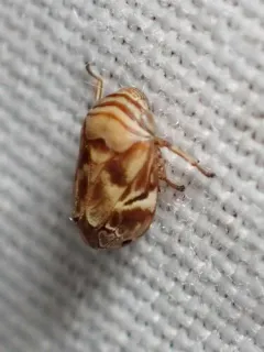Red Cedar Spittlebug thumbnail 4