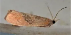 Epinotia seorsa thumbnail 2