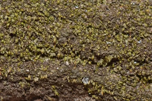 Fissidens minutulus