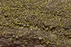 Fissidens minutulus thumbnail 1