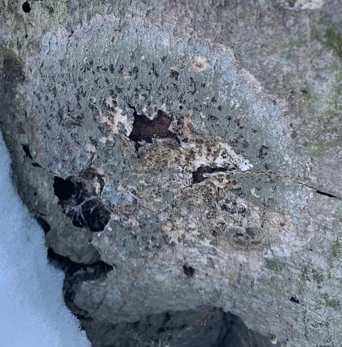 Speckled Blister Lichen