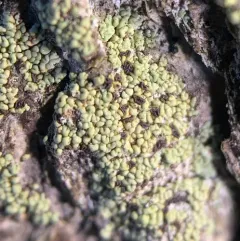 Old-Growth Clam Lichen thumbnail 1