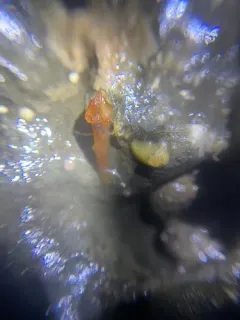 Fuzzy Hooded Shrimp thumbnail 3