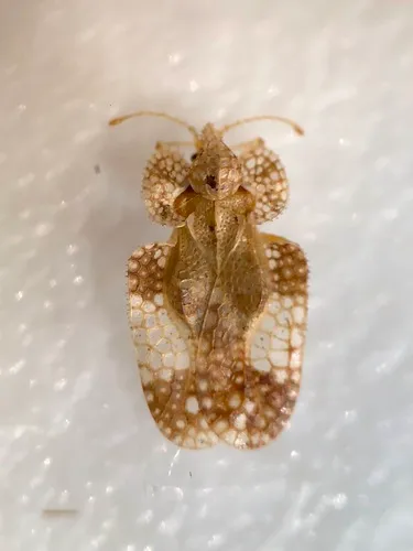 Alder Lacebug