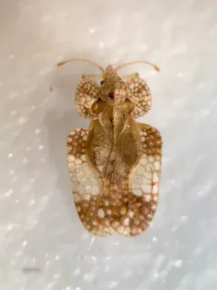 Alder Lacebug thumbnail 1