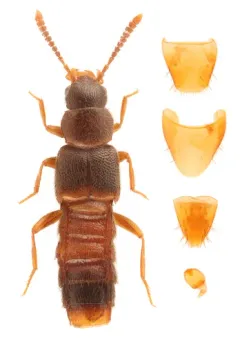 Leptusa brevicollis thumbnail 2