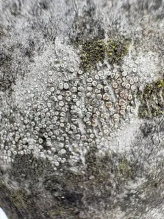 Dusted White-Rim thumbnail 3