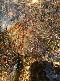 Threadfoot thumbnail 3