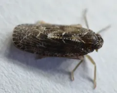 Synecdoche nemoralis thumbnail 2