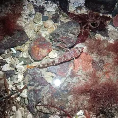 Longfin Sculpin thumbnail 4