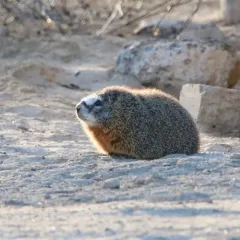Yellow-bellied Marmot thumbnail 3