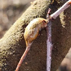 Contarinia cerasiserotinae thumbnail 3