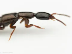 Linear Rove Beetle thumbnail 2