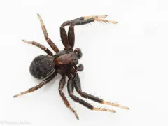 Montane Crab Spider thumbnail 2